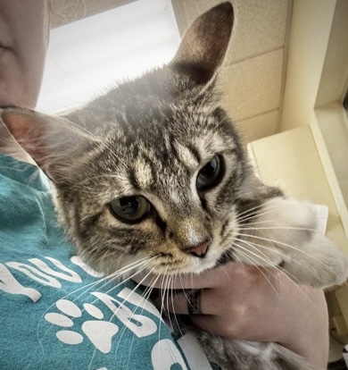 Shelter Stray Female Cat last seen Near Challenger Rd, Skagit County, WA, 18911 Kelleher Rd, Burlington, WA 98233, USA