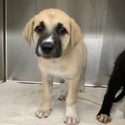 Shelter Stray Female Dog last seen Near E Lancaster Avenue, East District, TX, 355 Hillshire Dr, Haslet, TX 76052, USA