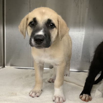 Shelter Stray Female Dog last seen Near E Lancaster Avenue, East District, TX, 355 Hillshire Dr, Haslet, TX 76052, USA