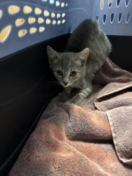 Shelter Stray Female Cat last seen Herndon, VA, 20171, 13600 Innovation Ave, Fairfax County, VA, 4500 West Ox Rd, Fairfax, VA 22030, USA