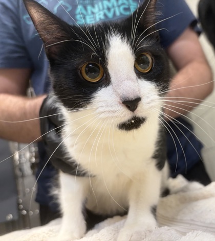 Shelter Stray Female Cat last seen Reston, VA, 20190 North Shore Dr & Wiehle Ave, Fairfax County, VA, 4500 West Ox Rd, Fairfax, VA 22030, USA