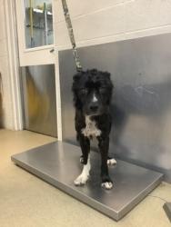 Shelter Stray Male Dog last seen Near village creek road, East District, TX, 355 Hillshire Dr, Haslet, TX 76052, USA
