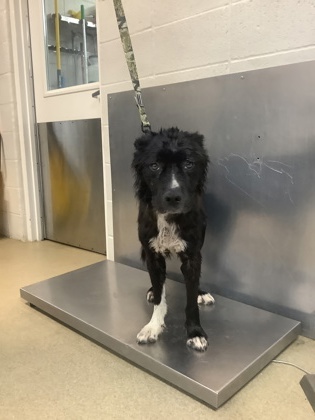 Shelter Stray Male Dog last seen Near village creek road, East District, TX, 355 Hillshire Dr, Haslet, TX 76052, USA
