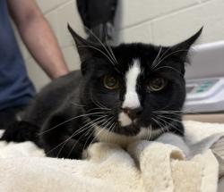 Shelter Stray Male Cat last seen Reston, VA, 20190 North Shore Dr & Wiehle Ave, Fairfax County, VA, 4500 West Ox Rd, Fairfax, VA 22030, USA