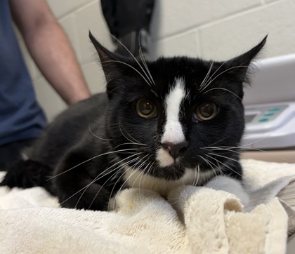 Shelter Stray Male Cat last seen Reston, VA, 20190 North Shore Dr & Wiehle Ave, Fairfax County, VA, 4500 West Ox Rd, Fairfax, VA 22030, USA