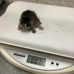 Shelter Stray Female Cat last seen Near Carson Ranch Road, District 13 - Tarrant County, TX, 355 Hillshire Dr, Haslet, TX 76052, USA
