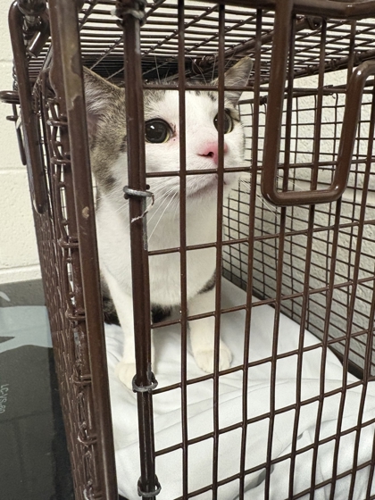 Shelter Stray Male Cat last seen Near block of Townhouse Way, Knox County GP, TN, 3201 Division St, Knoxville, TN 37919, USA