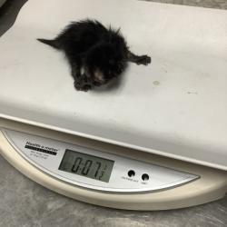 Shelter Stray Female Cat last seen Near Carson Ranch Road, District 13 - Tarrant County, TX, 355 Hillshire Dr, Haslet, TX 76052, USA