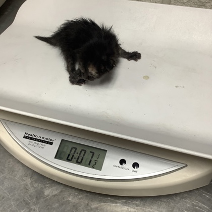 Shelter Stray Female Cat last seen Near Carson Ranch Road, District 13 - Tarrant County, TX, 355 Hillshire Dr, Haslet, TX 76052, USA
