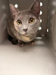 Shelter Stray Female Cat last seen Catfish Lake Road, Craven County: undefined, NC, 1639 Old Airport Rd, New Bern, NC 28562, USA