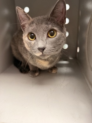 Shelter Stray Female Cat last seen Catfish Lake Road, Craven County: undefined, NC, 1639 Old Airport Rd, New Bern, NC 28562, USA