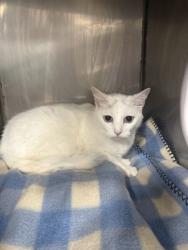 Shelter Stray Female Cat last seen Jonestown Rd Dover, New Bern, NC, 1639 Old Airport Rd, New Bern, NC 28562, USA