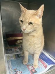 Shelter Stray Male Cat last seen Jonestown Rd Dover, New Bern, NC, 1639 Old Airport Rd, New Bern, NC 28562, USA