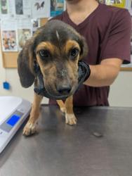 Shelter Stray Female Dog last seen Bunker Rd, Valencia Belen West Mesa, NM, 1209 NM-314, Los Lunas, NM 87031, USA