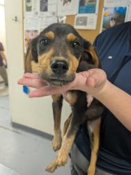 Shelter Stray Female Dog last seen Bunker Rd, Valencia Belen West Mesa, NM, 1209 NM-314, Los Lunas, NM 87031, USA