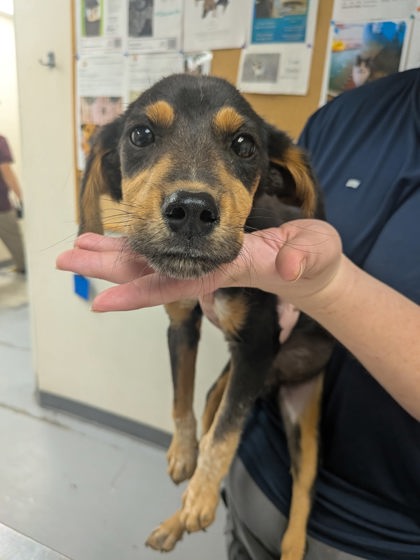 Shelter Stray Female Dog last seen Bunker Rd, Valencia Belen West Mesa, NM, 1209 NM-314, Los Lunas, NM 87031, USA