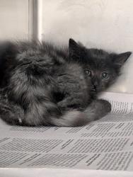 Shelter Stray Unknown Cat last seen , , NM, 1209 NM-314, Los Lunas, NM 87031, USA