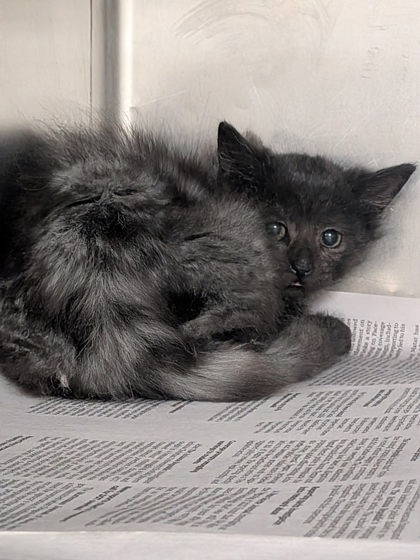 Shelter Stray Unknown Cat last seen , , NM, 1209 NM-314, Los Lunas, NM 87031, USA