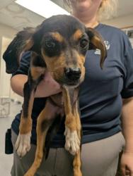 Shelter Stray Male Dog last seen Bunker Rd, Valencia Belen West Mesa, NM, 1209 NM-314, Los Lunas, NM 87031, USA
