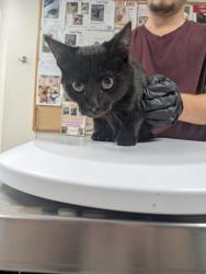 Shelter Stray Female Cat last seen Near Hwy 47, Valencia,, 1209 NM-314, Los Lunas, NM 87031, USA