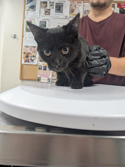 Shelter Stray Female Cat last seen Near Hwy 47, Valencia,, 1209 NM-314, Los Lunas, NM 87031, USA