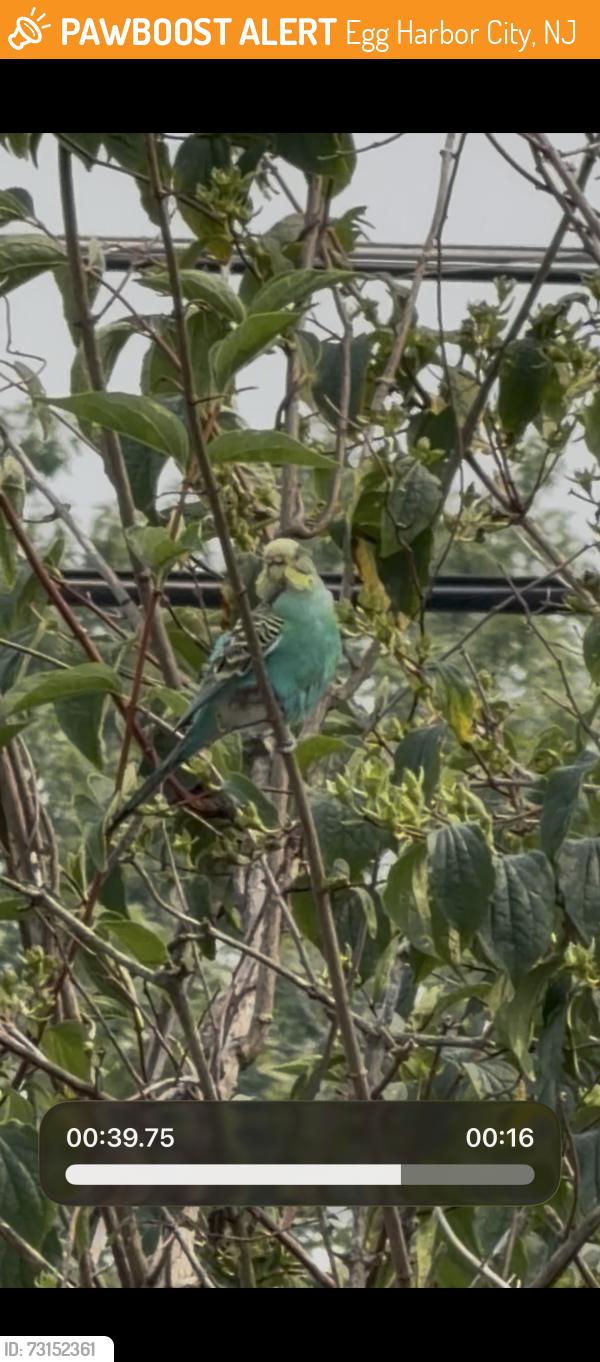 Found/Stray Unknown Bird last seen 4th Terrace & Beethoven St Egg Harbor City, Egg Harbor City, NJ 08215