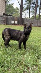 Found/Stray Female Cat last seen cypress church rd/ hillmon grove rd, Cameron, NC 28326