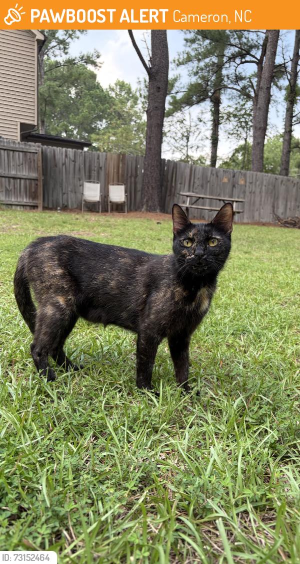 Found/Stray Female Cat last seen cypress church rd/ hillmon grove rd, Cameron, NC 28326