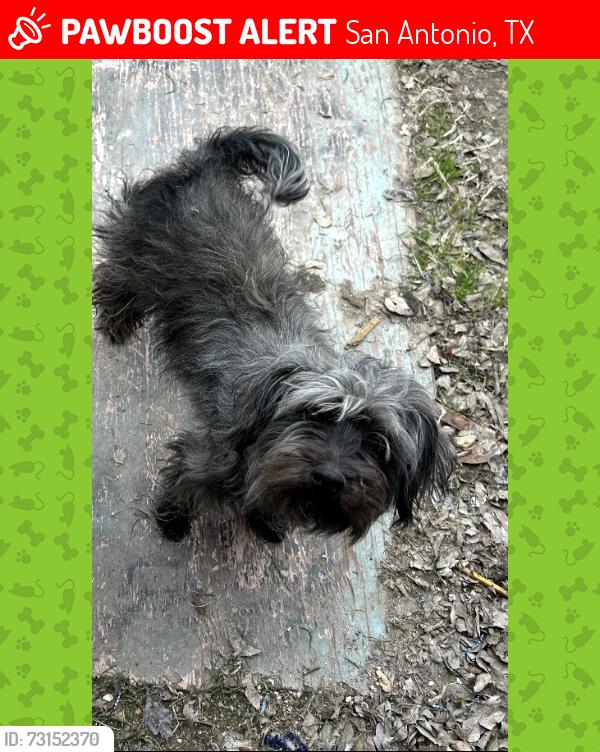 Lost Female Dog last seen Eagle ridge and Callaghan, San Antonio, TX 78229