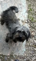 Lost Female Dog last seen Eagle ridge and Callaghan, San Antonio, TX 78229
