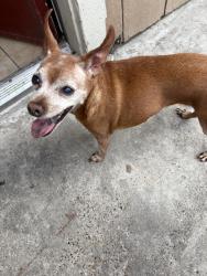 Found/Stray Female Dog last seen Spencer highway, Pasadena, TX 77505