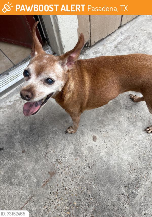 Found/Stray Female Dog last seen Spencer highway, Pasadena, TX 77505