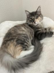 Lost Female Cat last seen State st, Greencrest st, Salem, OR 97301