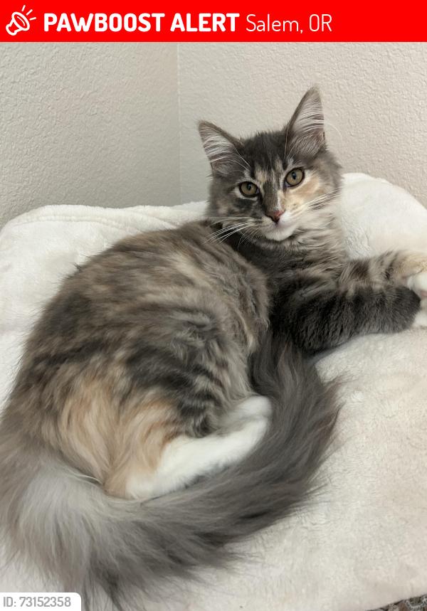 Lost Female Cat last seen State st, Greencrest st, Salem, OR 97301