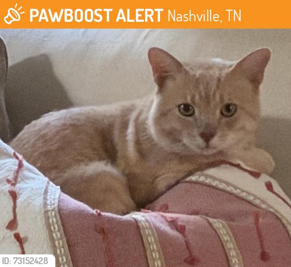 Found/Stray Unknown Cat last seen Bowling Ave and Bellwood Ave, Nashville, TN 37205