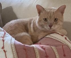 Found/Stray Unknown Cat last seen Bowling Ave and Bellwood Ave, Nashville, TN 37205