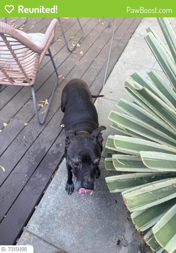 Reunited Female Dog last seen Mount Washington, Los Angeles, CA, USA, Los Angeles, CA 90042
