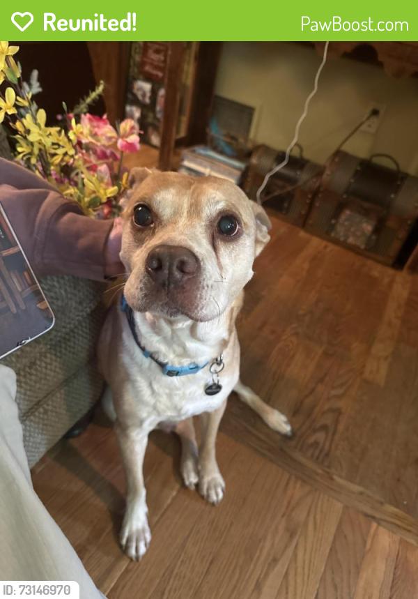 Reunited Male Dog last seen Richmond Avenue, Bethlehem, PA 18018