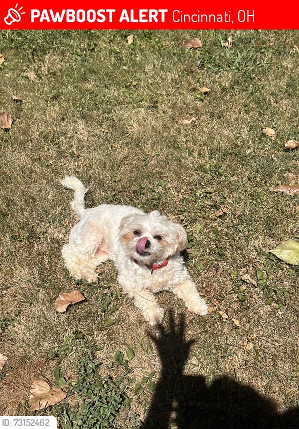 Lost Female Dog last seen golf manor, ridge wood, possibly bond hill., Cincinnati, OH 45237