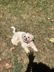 Lost Female Dog last seen golf manor, ridge wood, possibly bond hill., Cincinnati, OH 45237