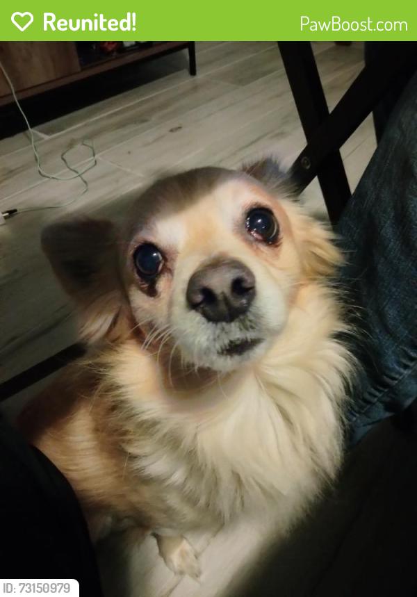 Reunited Male Dog last seen Woodlake ests, San Antonio, TX 78218