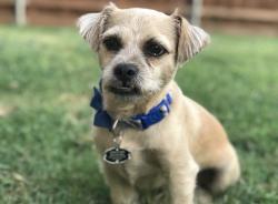 Reunited Male Dog last seen Rolling Meadows, Lancaster, TX 75146