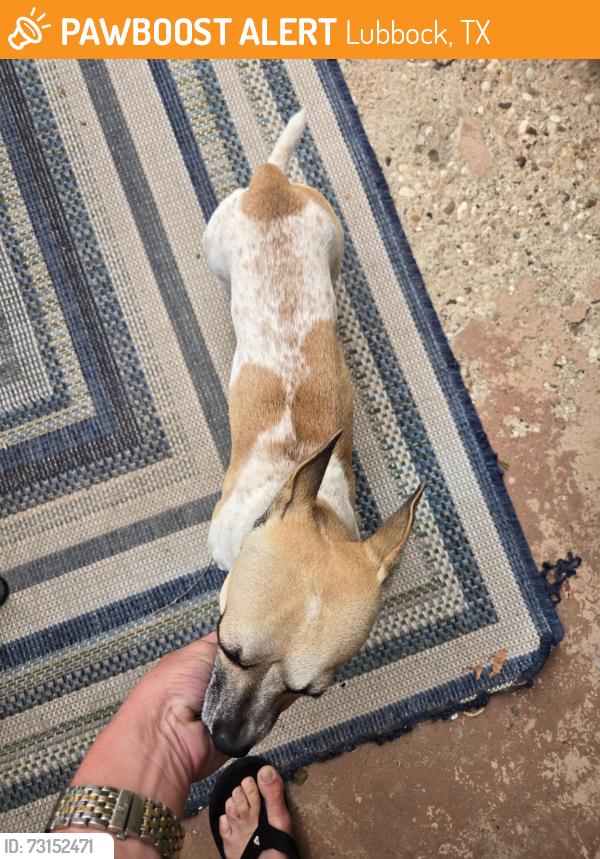 Found/Stray Male Dog last seen 80th and Raleigh, Lubbock, TX 79424
