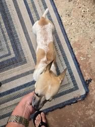 Found/Stray Male Dog last seen 80th and Raleigh, Lubbock, TX 79424