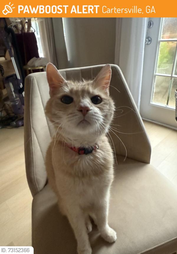 Found/Stray Male Cat last seen Pine grove road, Cartersville, GA 30120