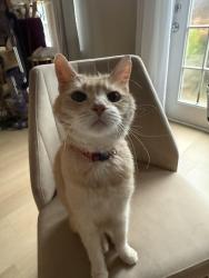 Found/Stray Male Cat last seen Pine grove road, Cartersville, GA 30120