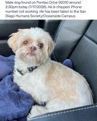 Found/Stray Male Dog last seen York Rd, Carlsbad, CA 92010