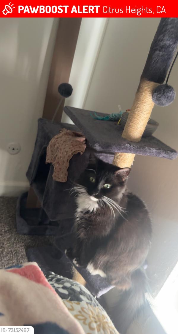 Lost Female Cat last seen Katella, Kuvasz, Citrus Heights, CA 95621