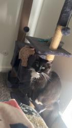Lost Female Cat last seen Katella, Kuvasz, Citrus Heights, CA 95621