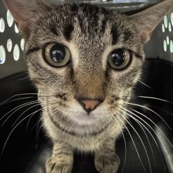 Shelter Stray Female Cat last seen Near NW Irvinedale Drive, ANKENY, IA, 50023, Des Moines, IA 50313